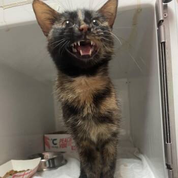 Domestic Medium Hair Cats Available for Adoption in Branson, Missouri - Ella Fangley | PetCurious