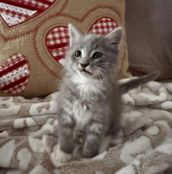 Domestic Short Hair Cats Available for Adoption - Charlotte | PetCurious
