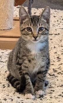 James -  Domestic Short Hair Cat for Adoption in Oviedo, Florida - James | PetCurious