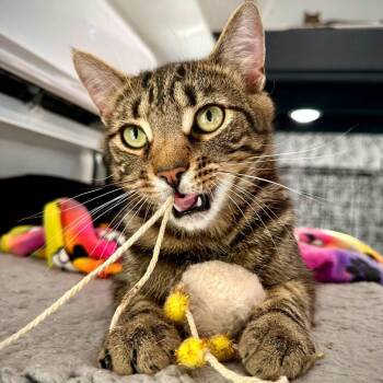 Saffron -  Domestic Short Hair Cat for Adoption in Leechburg, Pennsylvania - Saffron | PetCurious