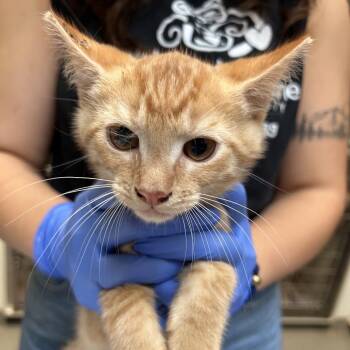 Chet -  Domestic Short Hair Cat for Adoption in Lynchburg, Virginia - Chet | PetCurious