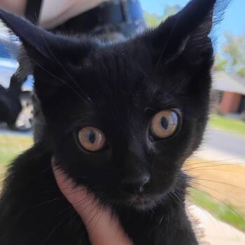 Binx -  Domestic Short Hair Cat for Adoption in Grantsville, Utah - Binx | PetCurious