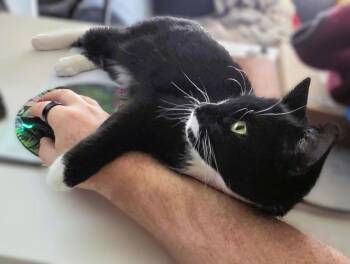 Domestic Short Hair Cats Available for Adoption - Dotty | PetCurious