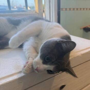 Domestic Short Hair Cats Available for Adoption - Lazlo | PetCurious