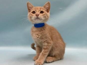 Ukon -  Domestic Short Hair Cat for Adoption in Minneapolis, Minnesota - Ukon | PetCurious