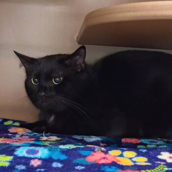 Domestic Short Hair Cats Available for Adoption in Middlebury, Vermont - Andy | PetCurious