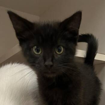 Ebony -  Domestic Short Hair Cat for Adoption in Redwood City, California - Ebony | PetCurious