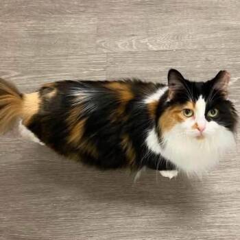 Peony -  Domestic Long Hair Cat for Adoption in Cleveland, Ohio - Peony | PetCurious