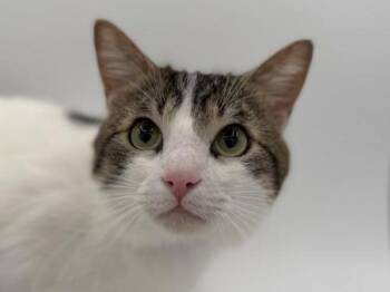Domestic Short Hair Cats Available for Adoption in Portland, Oregon - Marshmallow | PetCurious