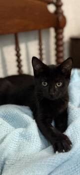 Duncan -  Domestic Short Hair Cat for Adoption in Ferndale, Michigan - Duncan | PetCurious