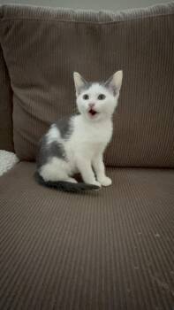 Domestic Long Hair Cats Available for Adoption in Fruit Heights, Utah - Penguin | PetCurious