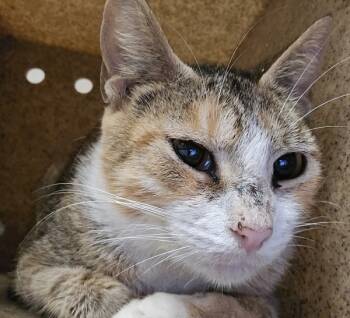 Rescue Domestic Medium Hair Cats for Adoption in Raleigh, North Carolina - Colette | PetCurious