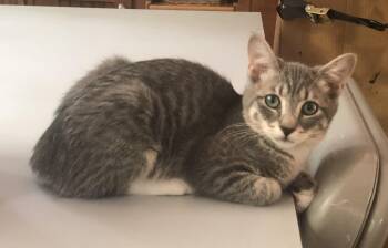 Felicia -  Tabby and Domestic Short Hair Cat for Adoption in Richmond, Virginia - Felicia | PetCurious