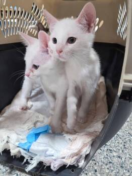 Cloud -  Domestic Medium Hair Cat for Adoption in Columbia, Missouri - Cloud | PetCurious