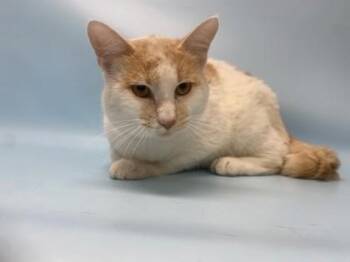 Carrot -  Domestic Short Hair Cat for Adoption in Golden Valley, Minnesota - Carrot | PetCurious