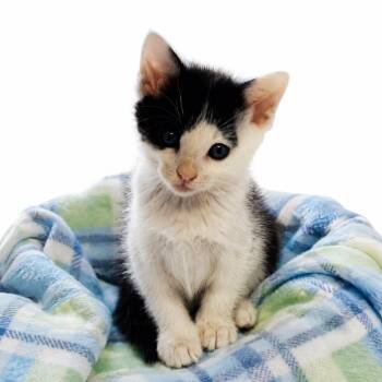Loki -  Domestic Short Hair Cat for Adoption in Columbiana, Alabama - Loki | PetCurious