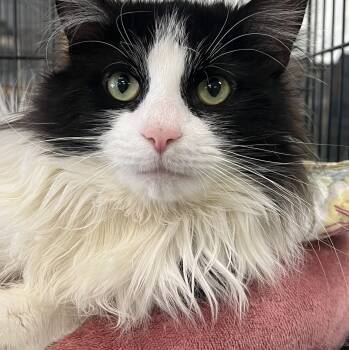 Domestic Long Hair Cats Available for Adoption in Johnston, Rhode Island - Checkers | PetCurious