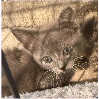 Domestic Medium Hair Cats Available for Adoption in Austin, Texas - Black Raspberry Chip | PetCurious