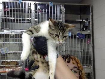 DOLLY -  Domestic Short Hair Cat for Adoption in Pasadena, Texas - DOLLY | PetCurious