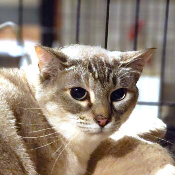 Rescue Siamese Cats for Adoption in Oakwood, Georgia - BARN CATS - FREE TO A GOOD BARN | PetCurious