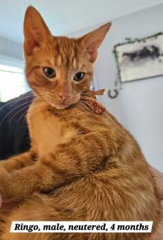 Ringo -  Domestic Short Hair Cat for Adoption in Roxbury Township, New Jersey - Ringo | PetCurious