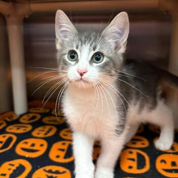 Jackson Jekyll -  Domestic Short Hair Cat for Adoption in Keizer, Oregon - Jackson Jekyll | PetCurious