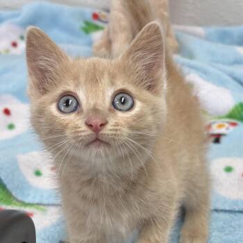 Miss Lincoln -  Domestic Short Hair Cat for Adoption in Charles City, Iowa - Miss Lincoln | PetCurious