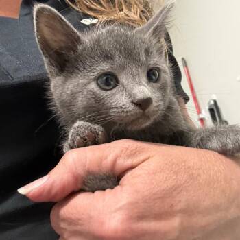 Azure -  Domestic Short Hair Cat Available for Adoption in Normal, Illinois - Azure | PetCurious