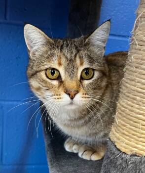 Rescue Domestic Short Hair Cats for Adoption in Logan, Utah - Frankenstein | PetCurious