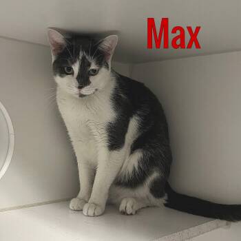 Max -  Domestic Short Hair Cat for Adoption in Pleasantville, New Jersey - Max | PetCurious