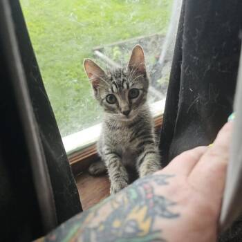 Loak -  Domestic Short Hair Cat for Adoption in Edwardsville, Illinois - Loak | PetCurious