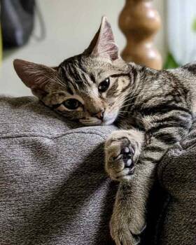 Rescue Domestic Short Hair Cats for Adoption in Novato, California - Topaz | PetCurious