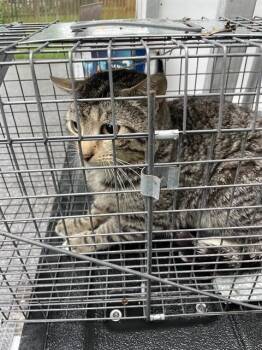 Domestic Short Hair Cats Available for Adoption in Westminster, Maryland - DARIO | PetCurious