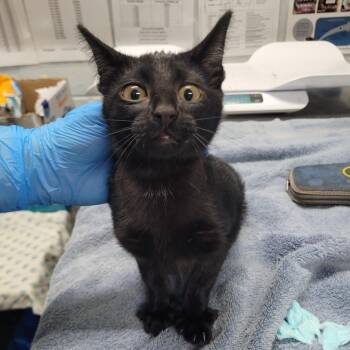 Debbie -  Domestic Short Hair Cat for Adoption in Summerville, South Carolina - Debbie | PetCurious