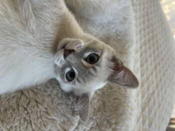 Rescue Siamese and Domestic Short Hair Cats for Adoption in Cottonwood Heights, Utah - Trouper | PetCurious