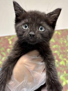 Domestic Short Hair Cats Available for Adoption in San Antonio, Texas - Gertie | PetCurious