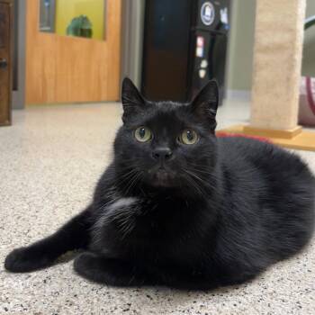 Lily -  Domestic Short Hair Cat for Adoption in Wilmington, Delaware - Lily | PetCurious