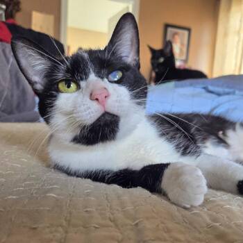 Domestic Short Hair Cats Available for Adoption in Reisterstown, Maryland - Iris | PetCurious