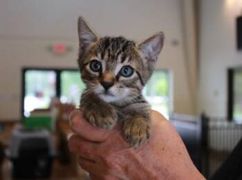 Domestic Short Hair Cats Available for Adoption - Banks | PetCurious