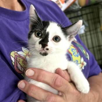 Domestic Short Hair Cats Available for Adoption in San Antonio, Texas - Daisy (Cowtails) | PetCurious