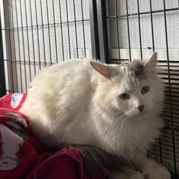 Cruella -  Domestic Medium Hair Cat Available for Adoption in Crookston, Minnesota - Cruella | PetCurious