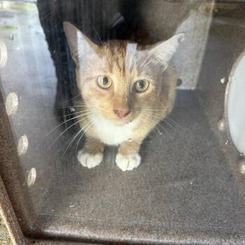 Remi -  Domestic Short Hair Cat for Adoption in Birmingham, Alabama - Remi | PetCurious