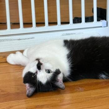 Rescue Domestic Short Hair Cats for Adoption in Albany, New York - Cetan | PetCurious