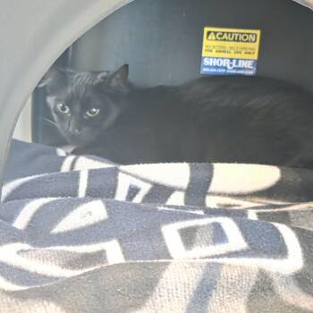 Silver -  Domestic Medium Hair Cat for Adoption in Port Angeles, Washington - Silver | PetCurious