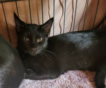 Rescue Domestic Short Hair and Siamese Cats for Adoption in Morgan Hill, California - Mark | PetCurious