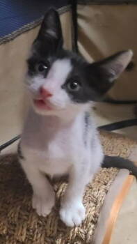 Rescue Domestic Short Hair Cats for Adoption in Oakland Park, Florida - Oreo - Petsmart Plantation Foster Home | PetCurious