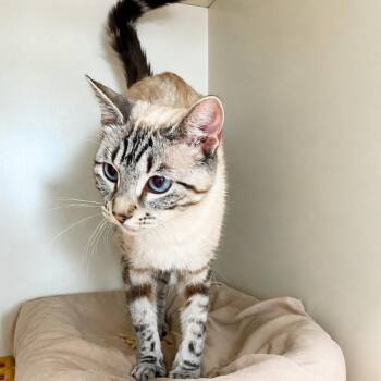 Suki -  Siamese and Bengal Cat for Adoption in Blue Earth, Minnesota - Suki | PetCurious