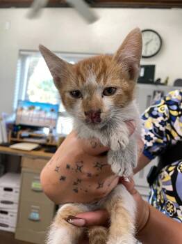 Creamsicle -  Domestic Short Hair Cat for Adoption in Chico, California - Creamsicle | PetCurious