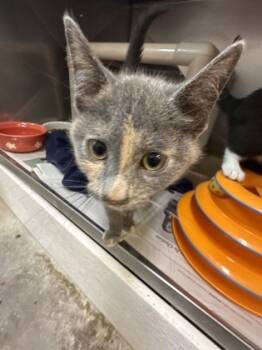 Rescue Domestic Short Hair Cats for Adoption in Morristown, New Jersey - Sourdough Starter | PetCurious