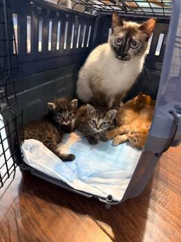 Elara -  Siamese Cat for Adoption in San Antonio, Texas - Elara | PetCurious